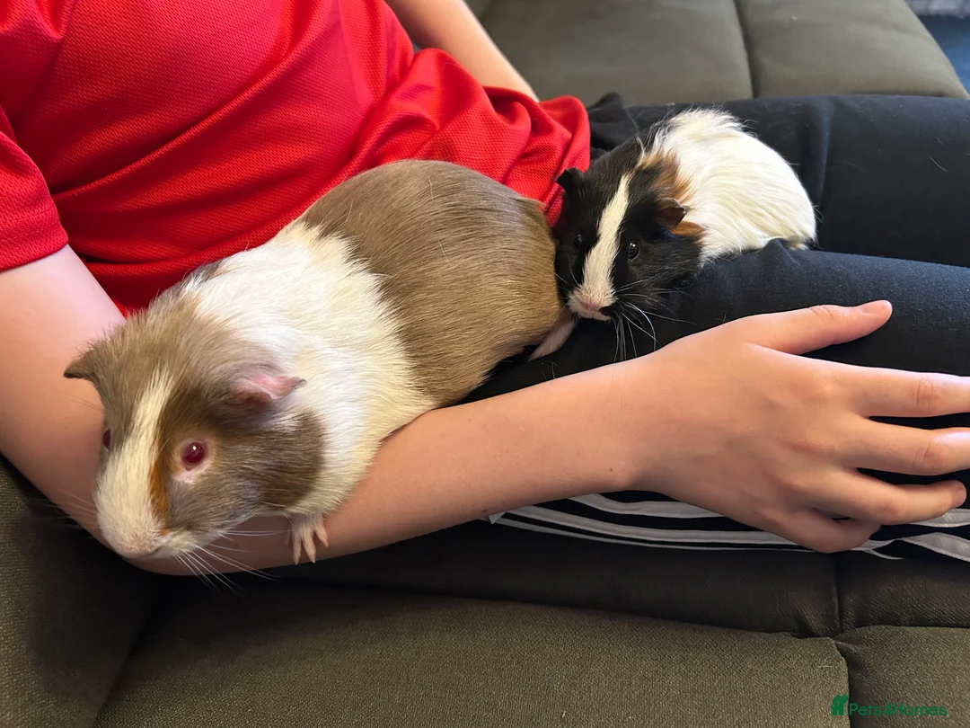 Guinea Pig rodents for sale: Two male guinea pigs - Advert 3