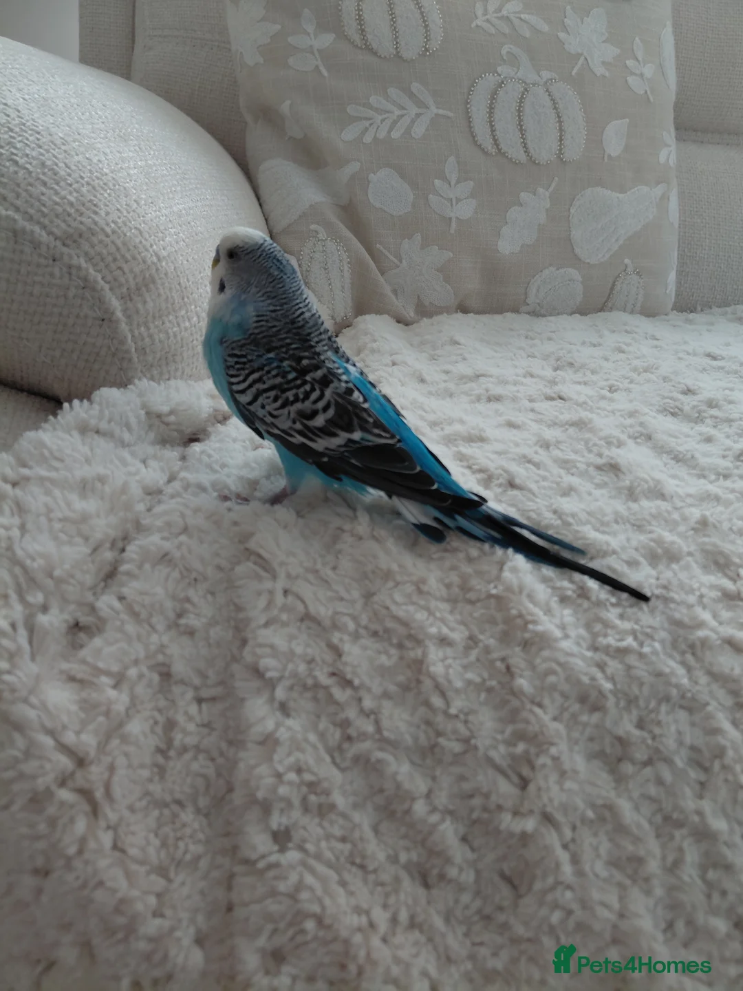 Budgerigars birds for sale: Two beautiful budgies  - Advert 3