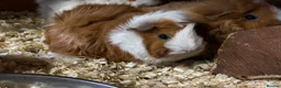 Guinea Pig rodents for sale: Lovely guinea pigs  - Advert 7