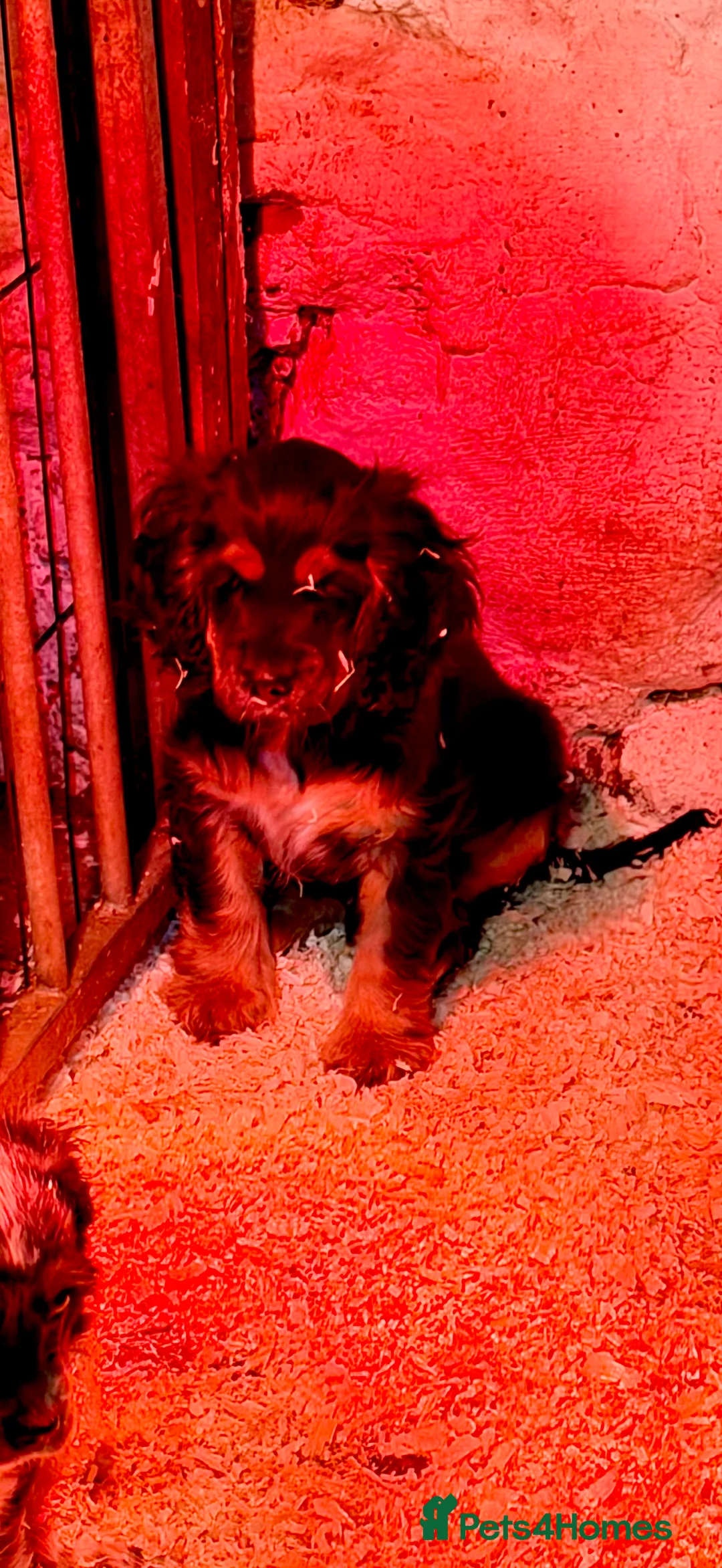 Cocker Spaniel dogs for sale: Stunning ideal family pups  - Advert 18