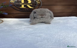 Mini Lop rabbits for sale: Stunning baby lilac Mini lop Buck - Image 1