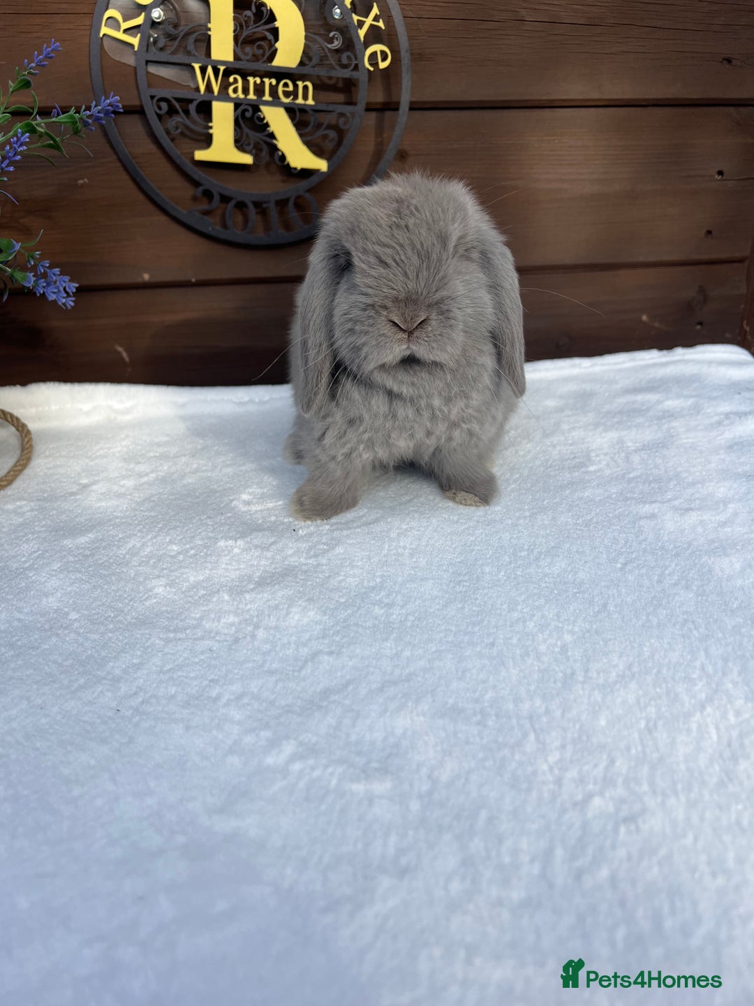 Mini Lop rabbits for sale: Stunning baby lilac Mini lop Buck - Image 1