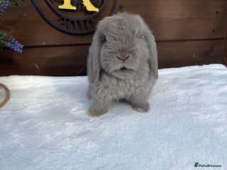 Mini Lop rabbits - Advert 3