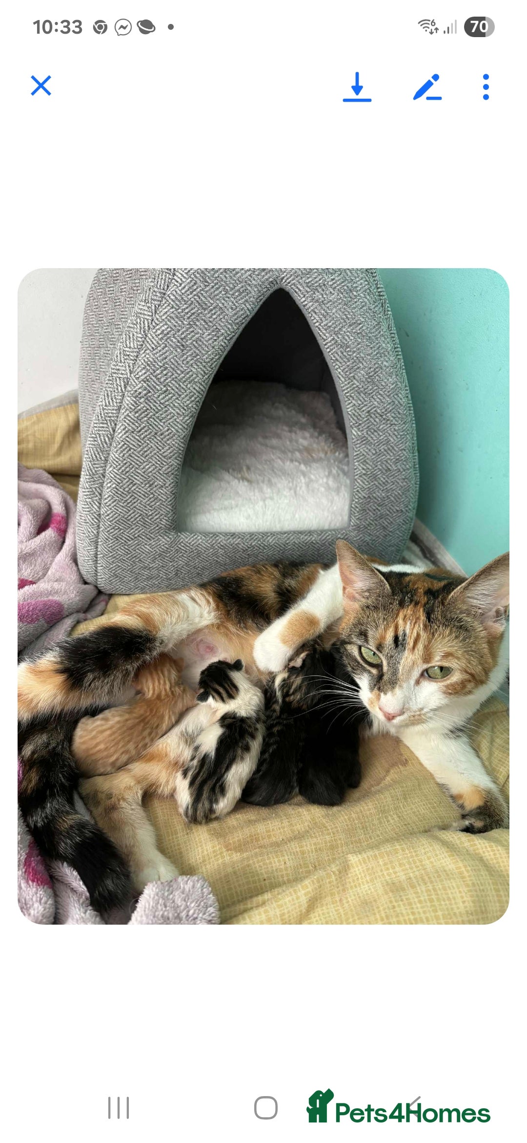 Mixed Breed cats for sale: 2 boys and 2 girls calico cats  - Image 8