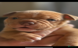 Mixed Breed dogs for sale: Stunning English bulldog mix pocket bully  - Image 19