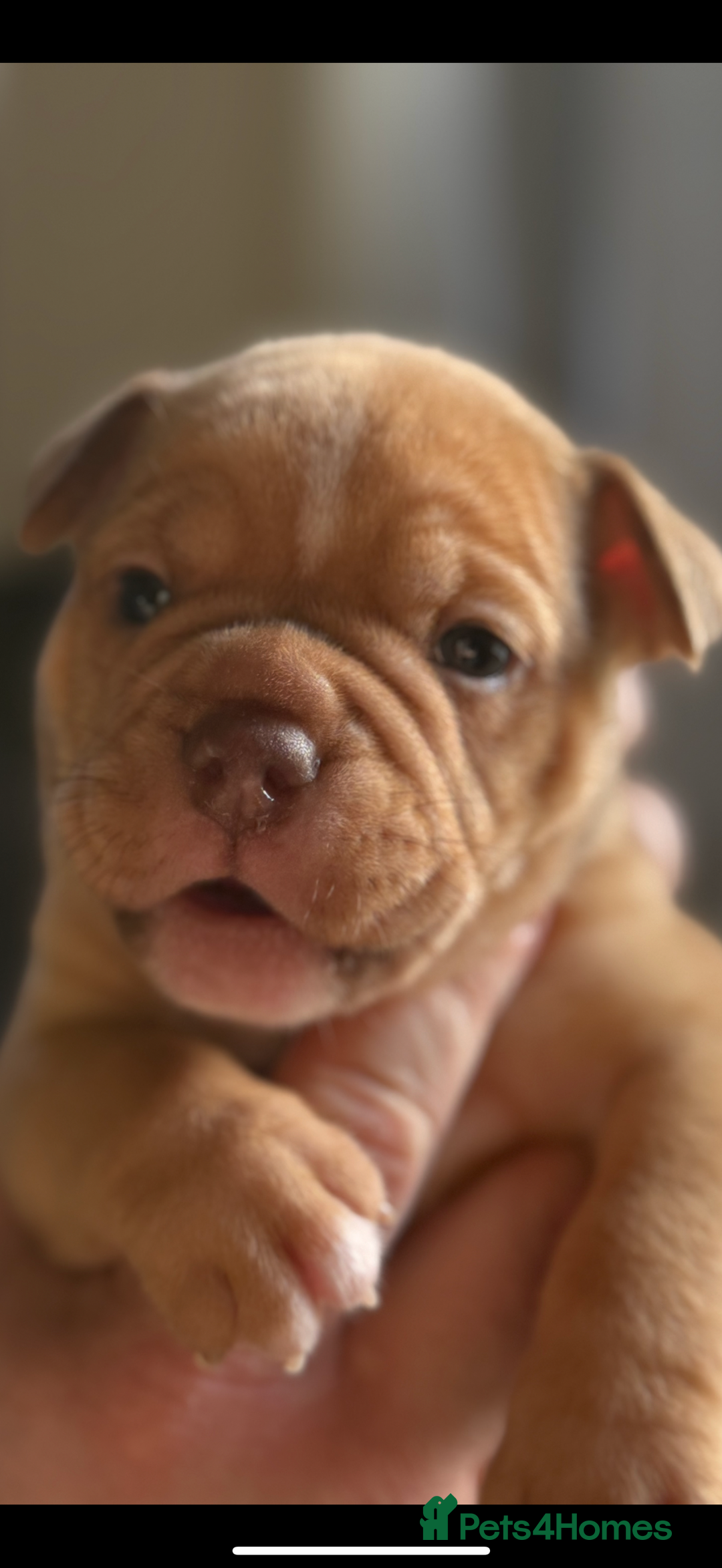 Mixed Breed dogs for sale: Stunning English bulldog mix pocket bully  - Image 19