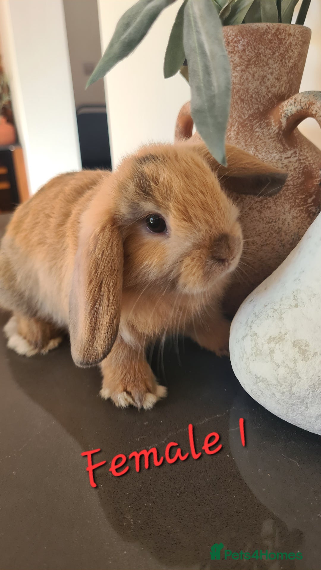 Mini Lop rabbits for sale: 6 Mini Lop Baby Rabbits - 4 females, 2 males - Image 3