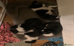 Border Collie dogs for sale: Border Collie Puppies - Image 16