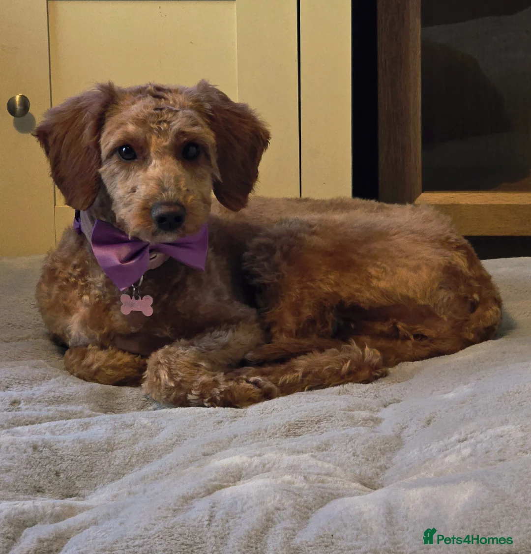 Cockapoo dogs for sale: 9 month old beautiful female cockapoo  in Southampton - Advert 2