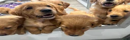 Golden Retriever dogs for sale: Dark Golden KC registered Golden retrievers - Advert 1