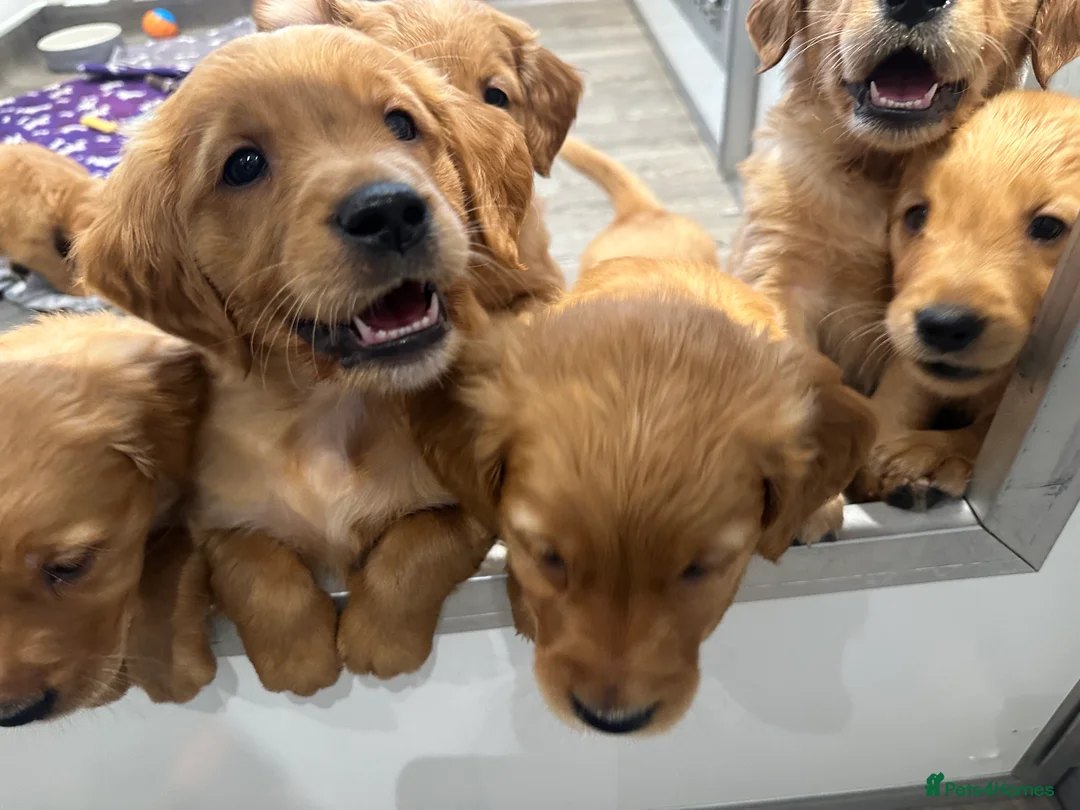 Golden Retriever dogs for sale: Dark Golden KC registered Golden retrievers - Advert 1