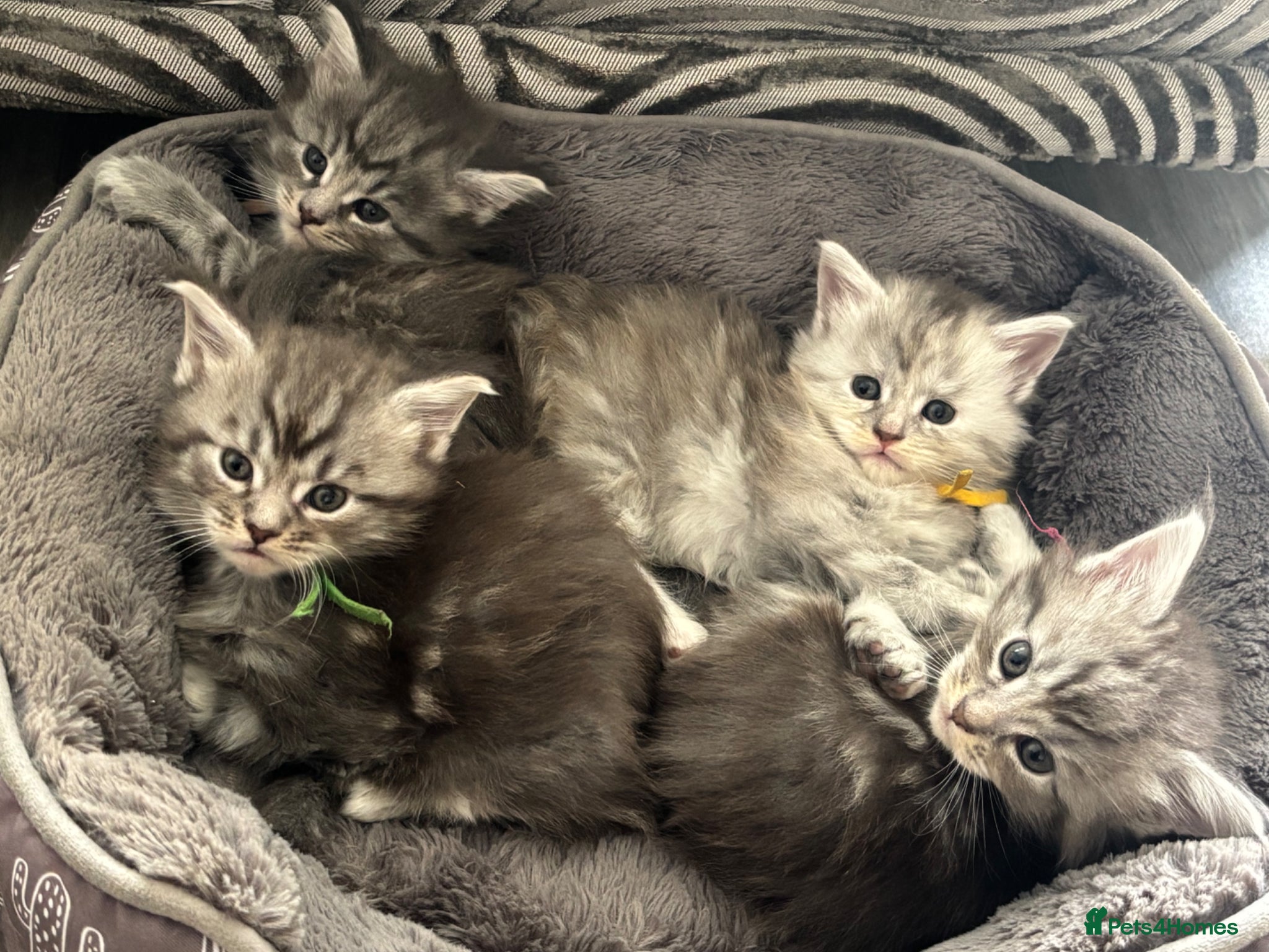 Maine Coon cats Stunning TICA Registered Maine Coon Kittens  - Advert 1