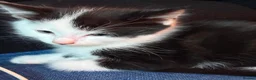 Mixed Breed cats for sale: 5 beautiful kittens - Advert 10