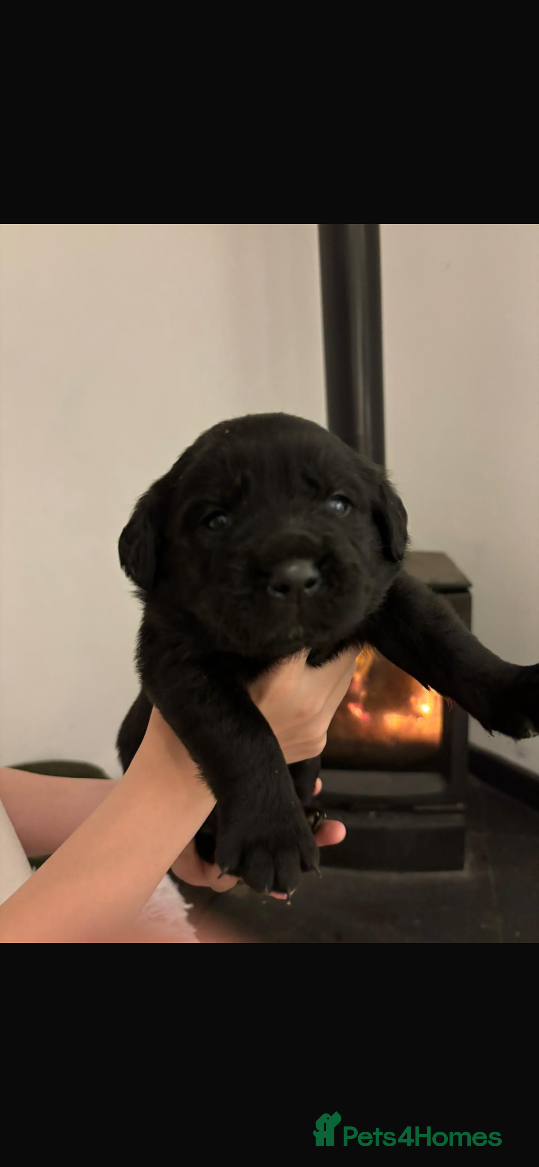 Mixed Breed dogs for sale: Rottie x golden retriever  - Advert 2