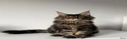 Maine Coon cats for sale: XL Russian Cubs 💙 - Advert 1