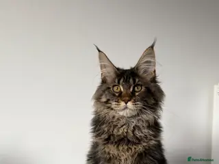 Maine Coon cats XL Russian Cubs 💙 - Advert 2