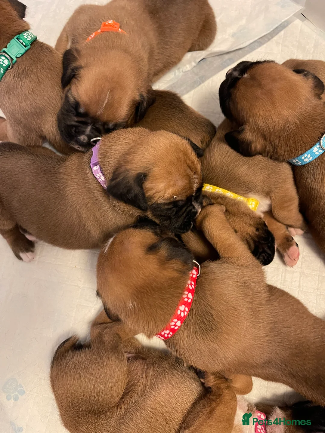 Boxer dogs for sale:  Stunning KC reg bobtailed boxers *1 girl left* - Advert 7