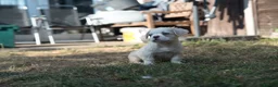French Bulldog dogs for sale: HOME BRED FLUFFY FRENCHY•ISABELLA.KC&DNA CERT - Advert 9