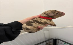 Cocker Spaniel dogs for sale: Cocker spaniel puppies - AVAILABLE 01/01/26  - Image 3