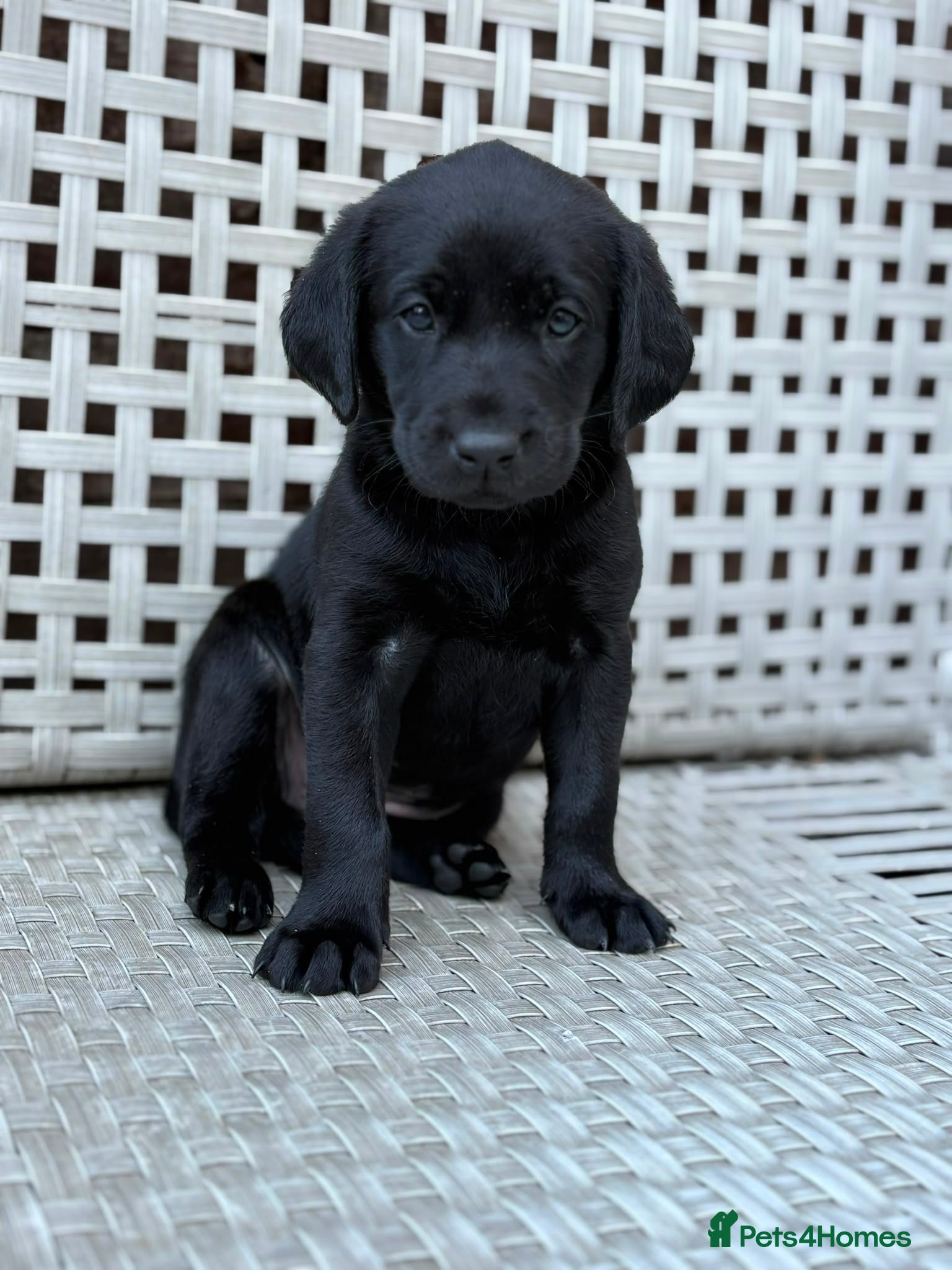 Labrador Retriever dogs Champion Labrador Puppies  - Advert 1