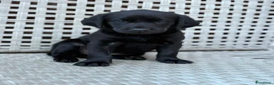 Labrador Retriever 1