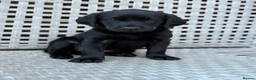 Labrador Retriever dogs for sale: Labrador Puppies  - Advert 4