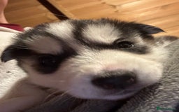 Siberian Husky dogs for sale: 6 pure breed husky pups  - Advert 9