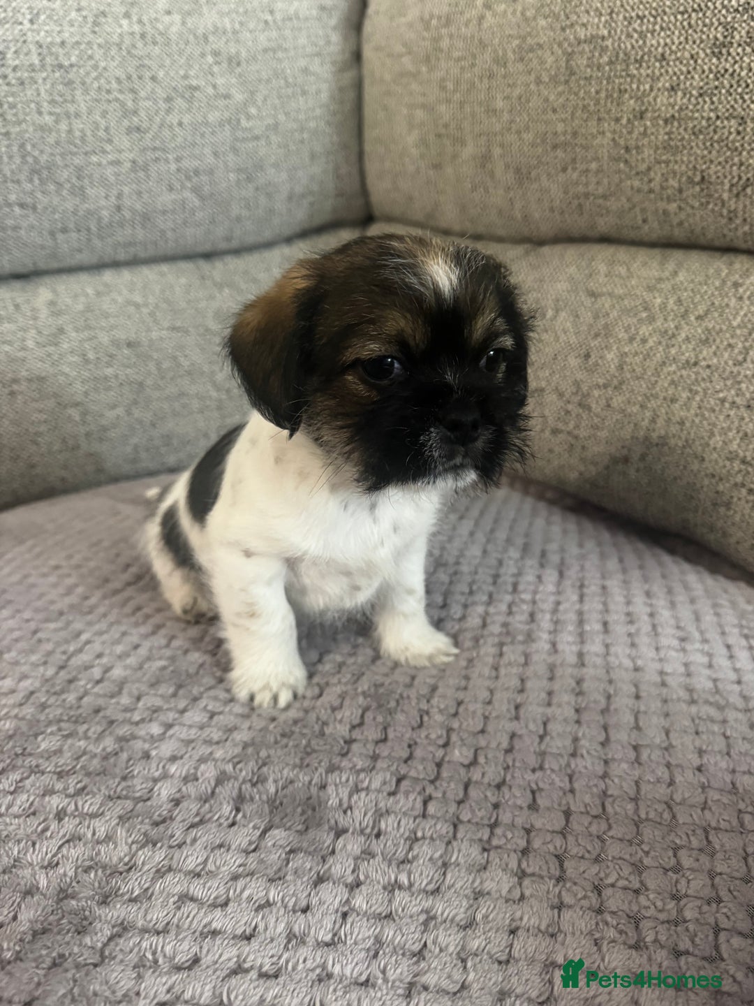 Mixed Breed dogs for sale: Shih Tzu cross patterdale pups - Advert 15