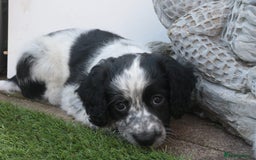 Mixed Breed dogs for sale: Merle Sprollies/Cotralian - Image 18