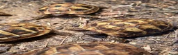 Hermann Tortoise reptiles for sale: HERMANNS TORTOISE YOUNGSTERS UK BRED AUTUMN 2025  - Advert 5