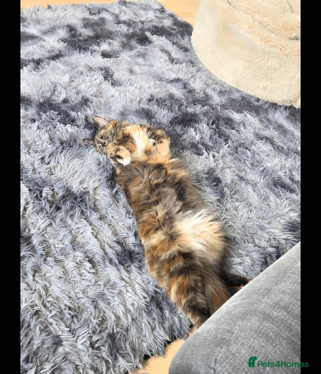Mixed Breed cats for sale: Beautiful playful and cuddly girl - Advert 4
