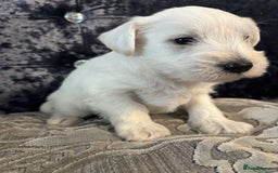 Miniature Schnauzer dogs for sale: Adorable Miniature Schnauzer Puppies KC Reg - Image 12
