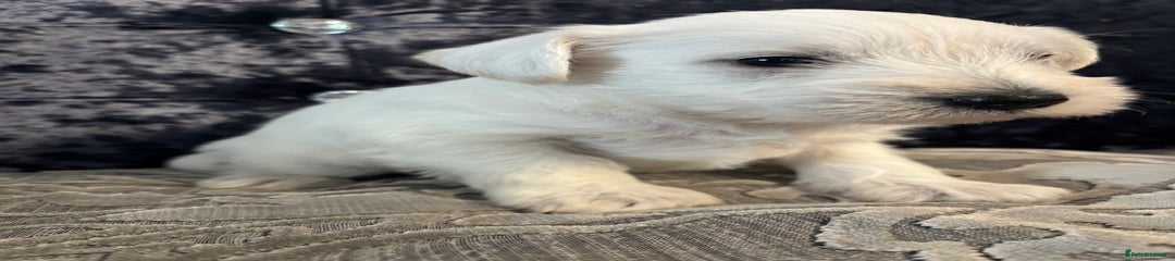 Miniature Schnauzer Puppy 4