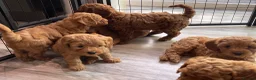 Cavapoo dogs for sale: ⭐️Top Quality Health Tested Toy Cavapoo Puppies⭐️ - Advert 11