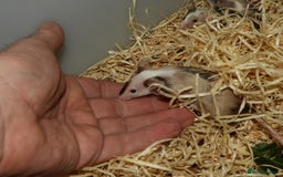 Mouse rodents for sale: Satin, long and short haired varieties  - Image 37
