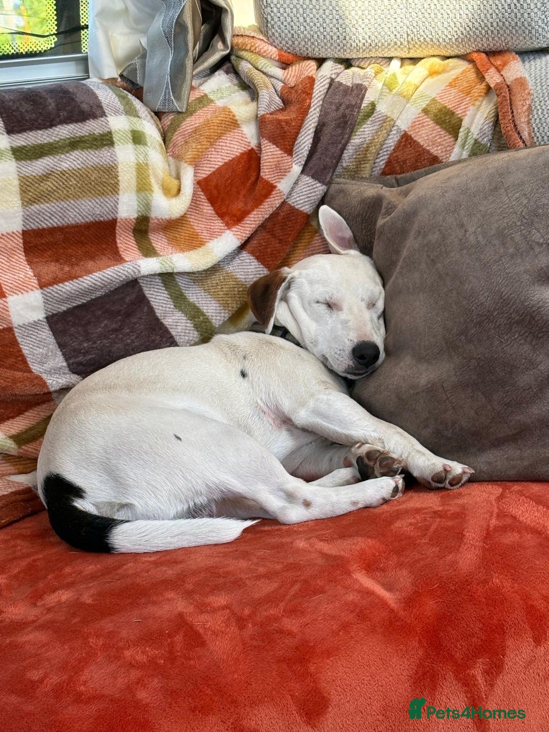 Jack Russell dogs for sale: Jack Russell Puppies  - Image 20