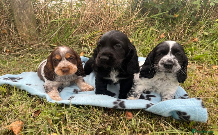 Cocker Spaniel dogs - Advert 2