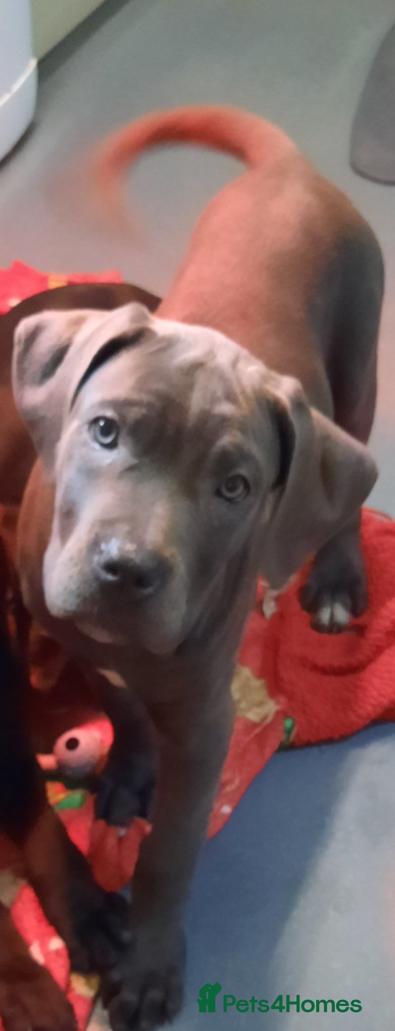 Cane Corso dogs Cane Corso puppies Ready To Leave! - Advert 5