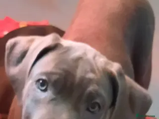 Cane Corso dogs Cane Corso puppies Ready To Leave! - Advert 5