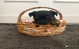 Mixed Breed dogs for sale: Yorkshire terrier x jack Russel  - Image 4