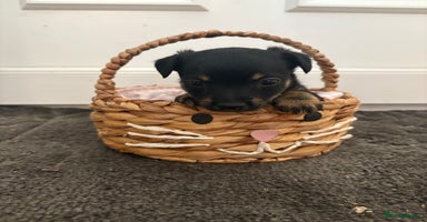 Mixed Breed dogs - Advert 7