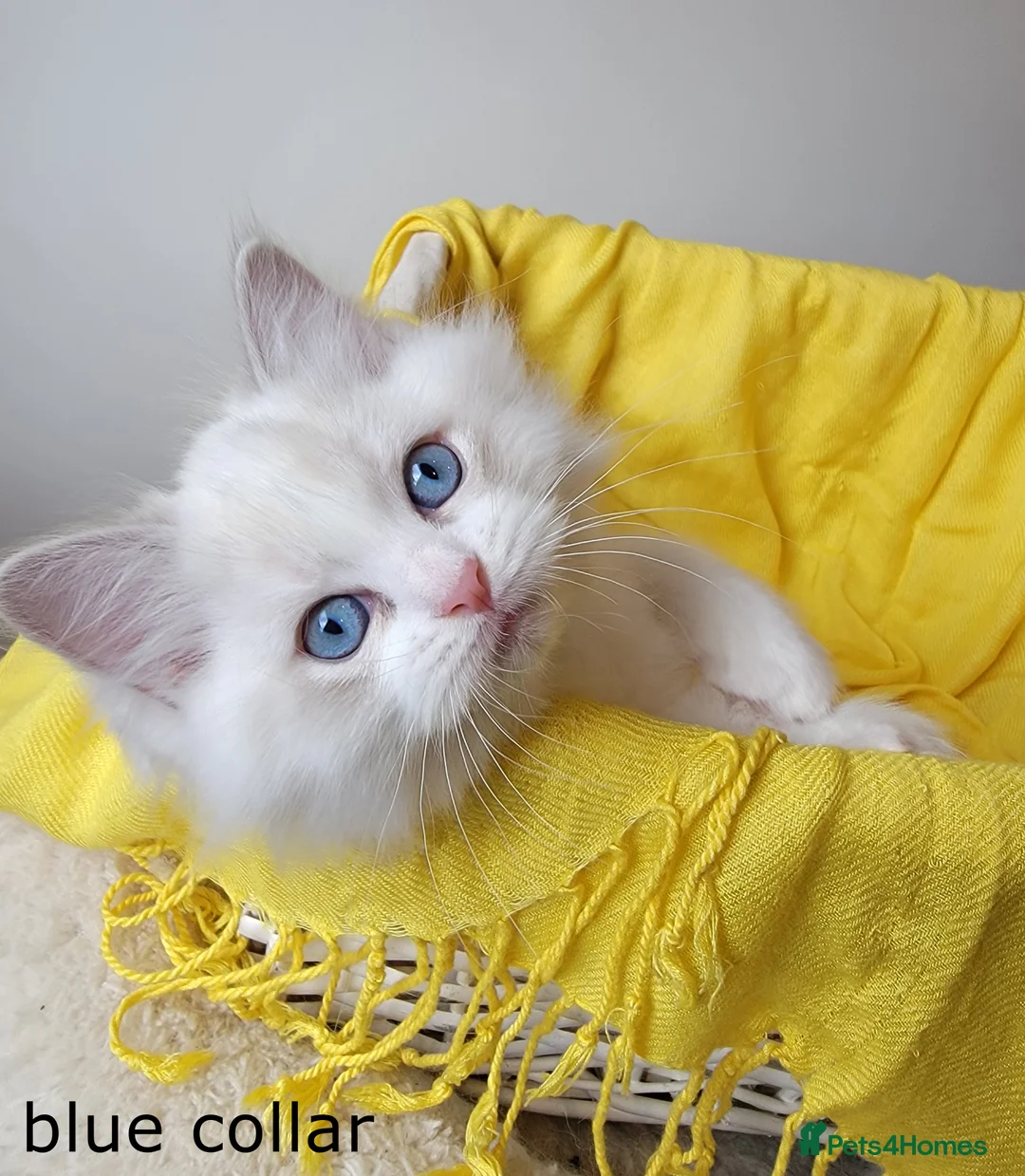 Ragdoll cats for sale: 😸Fully GCCF Certified Pedigree Ragdoll kittens💕 - Advert 18
