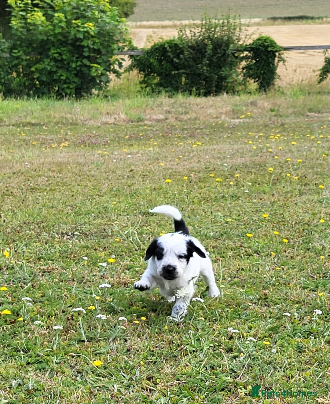 Mixed Breed dogs for sale: Spaniel Collie Cross Puppies  - Image 9