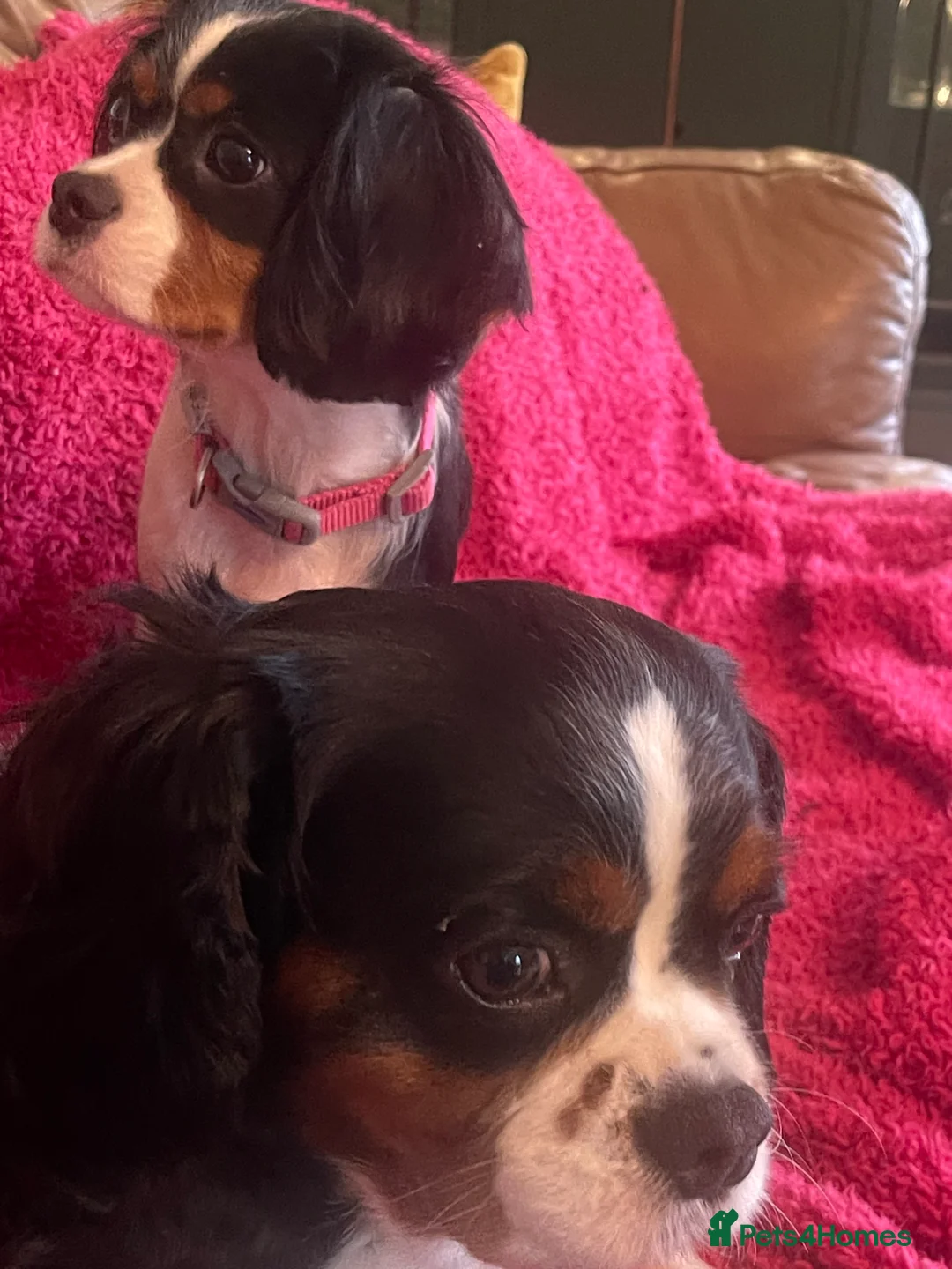 Cavalier King Charles Spaniel dogs for sale: Gorgeous Tri coloured Cavalier King Charles - Advert 9