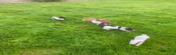 Jack Russell dogs for sale: Jack Russell Puppies in Omagh - Advert 6