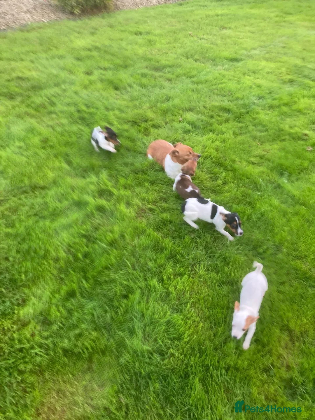 Jack Russell dogs for sale: Jack Russell Puppies in Omagh - Advert 6