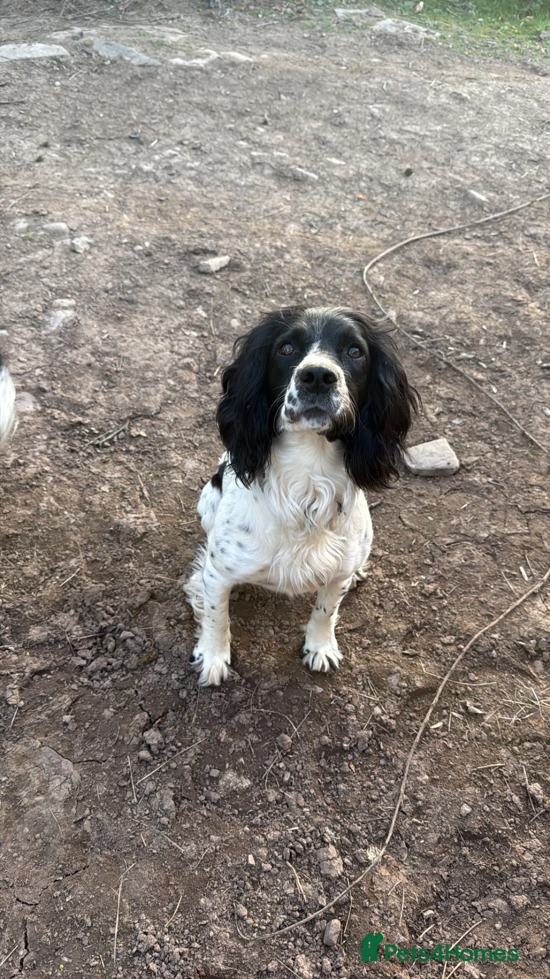 Sprocker dogs for sale: Healthy Sprocker Spaniel Puppies in Chulmleigh - Advert 16
