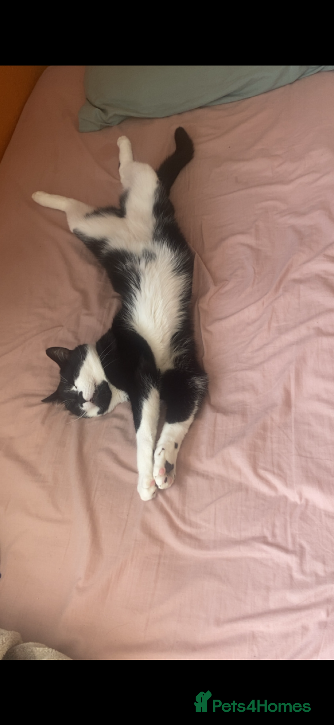 Mixed Breed cats for sale: Tuxedo cat  - Advert 2