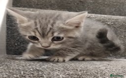 British Shorthair cats for sale: BSH cross kittens - Advert 9