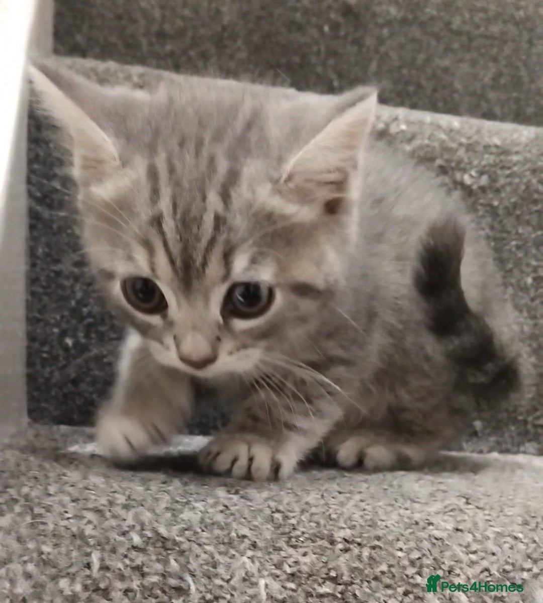 British Shorthair cats for sale: BSH cross kittens - Advert 9